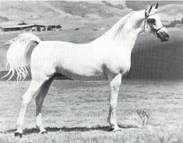 IBN MONIET EL NEFOUS (Morafic x Moniet El Nefous by Shahloul)