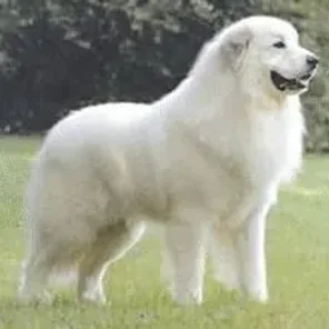 Saint Pyrenees (Designer Dog)