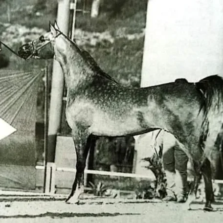 HW EGYPTIAN ART (*El Shaklan x Hal Sheeha NA) 1997 Brazilian