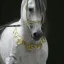 Exquisite Arabians