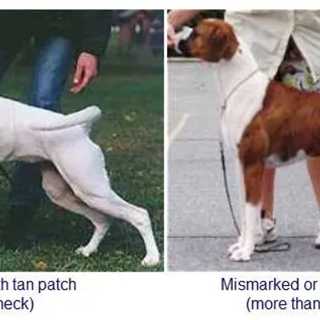 Colors and Markings on the Boxer Breed