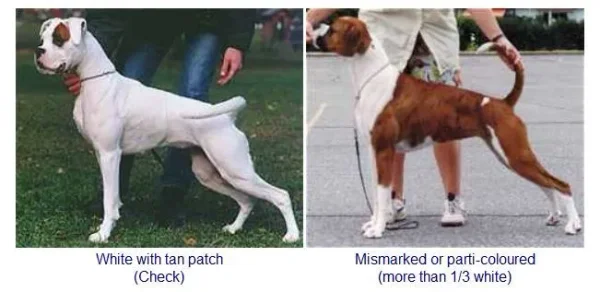 Colors and Markings on the Boxer Breed