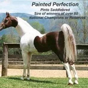 Painted Perfection