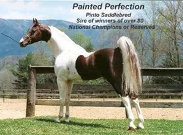 Painted Perfection