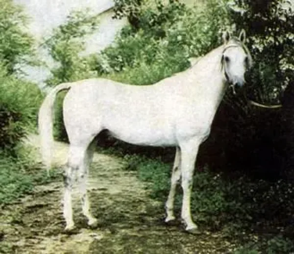 Nil