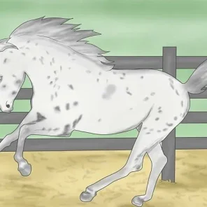 Choosing a Riding Style or Equestrian Discipline - Pt 2