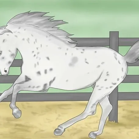 Riding Disciplines and Equestrian Styles - which one is right for you