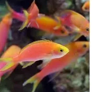 Anthias
