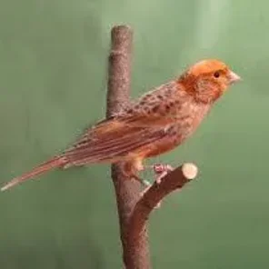 Lizard Canary