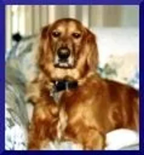 Doggies Unlimited - Toby Dog