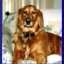 Doggies Unlimited - Toby Dog