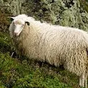 Spælsau