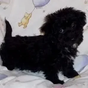 Scoodle (Designer Dog)
