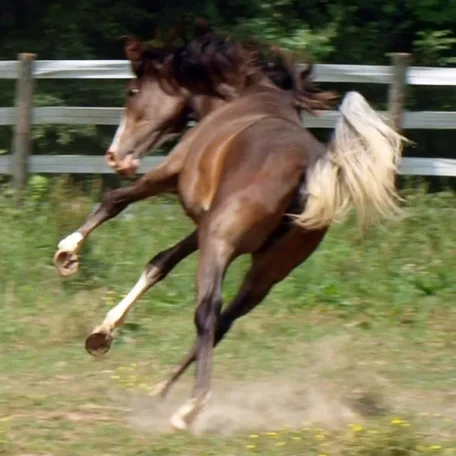 Bellatriks Dreams (Khartoon Khlassic x Blue Angel Dreams) 2013 Purebred sabino Arabian