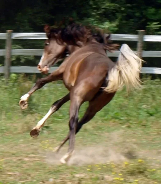 Bellatriks Dreams (Khartoon Khlassic x Blue Angel Dreams) 2013 Purebred sabino Arabian