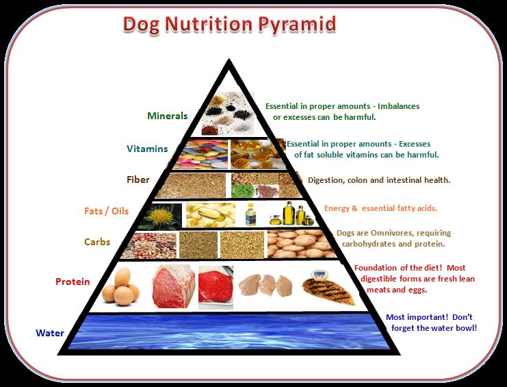 The top 10 human foods to avoid feeding pets