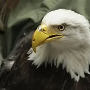 Beauty the bald eagle has a prosthetic beak...What a great story!