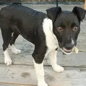 Border Jack (Designer Dog)