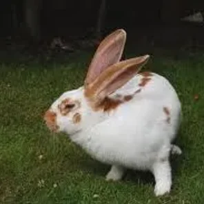 Giant Papillon