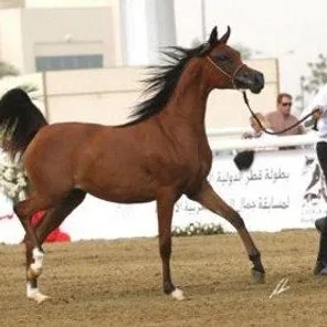 AJ Sawahi