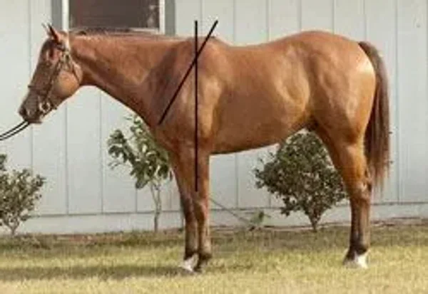 horse conformation #conformation
