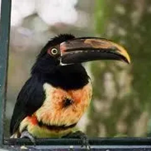 Stripe-billed Aracari