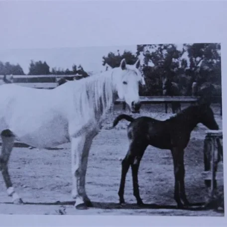 Gran Via (Raseyn x Meca) grey mare, foaled May 30, 1936
bred by Jame E. Draper