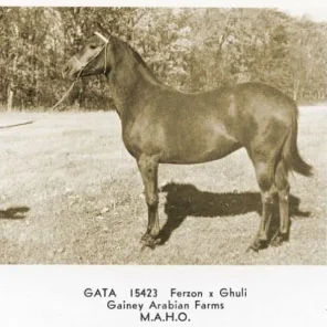 GATA