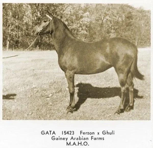 GATA