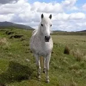 Connemara