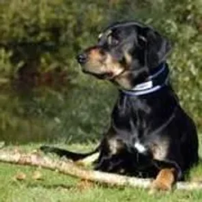 Transylvanian Hound