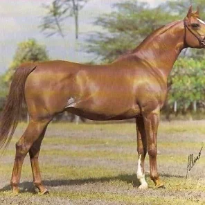 Sahibi