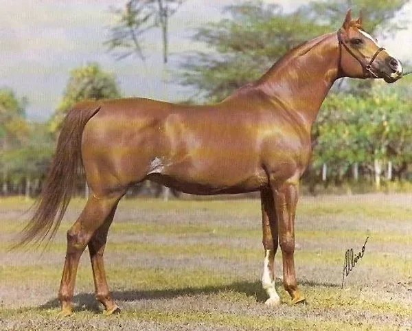 Sahibi