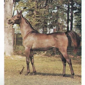 Ansata Nile Dawn