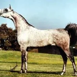 Gaishea