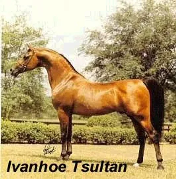 Ivanhoe Tsultan
