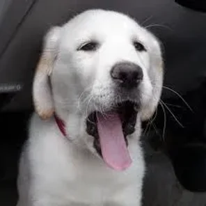 Pyrador (Designer Dog)
