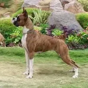 Boxer