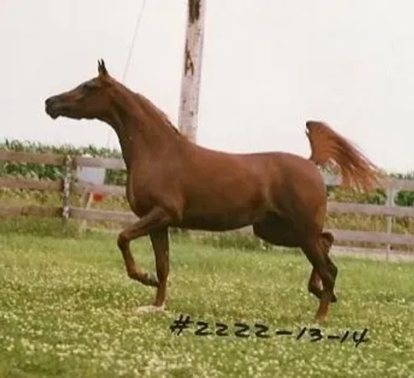 RK Forever Amber (*Asaad x Rolling Ks Misdeb)