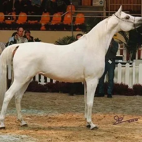 Found these photos of 218 Elf Layla Walayla B when she was a show-horse.