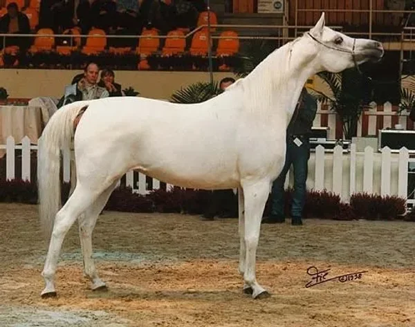 Found these photos of 218 Elf Layla Walayla B when she was a show-horse.