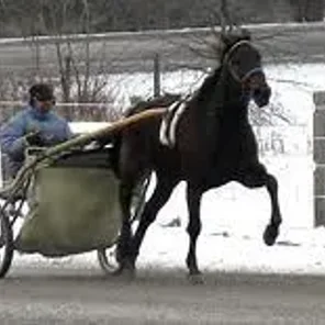 Standardbred
