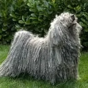 Puli