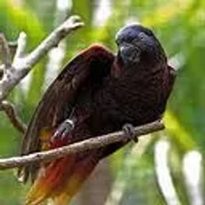 Black Lory