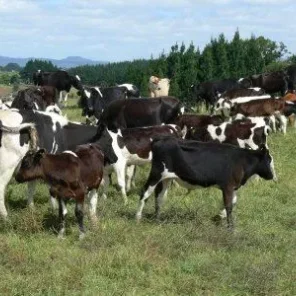 Finnish Holstein-Friesian