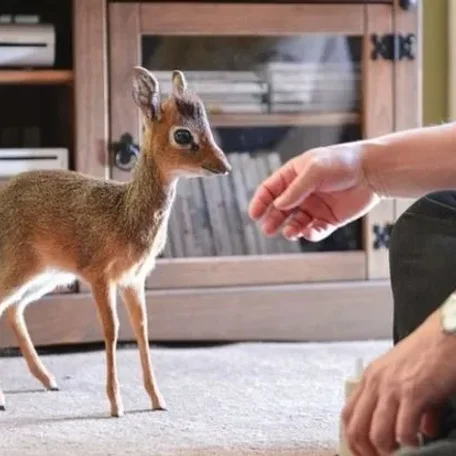 11 Delightful Facts About the Dik-Dik