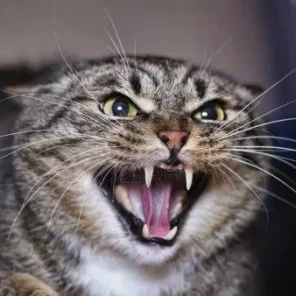 Why Is My Cat Hissing and Growling for No Reason