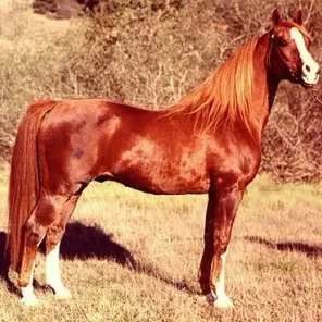 Aurab