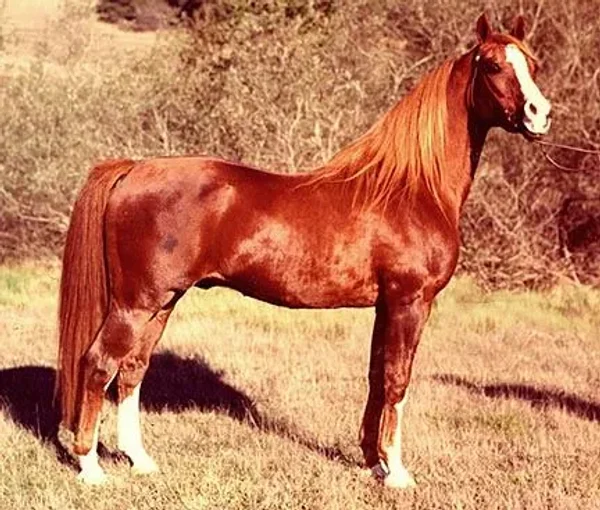 Aurab