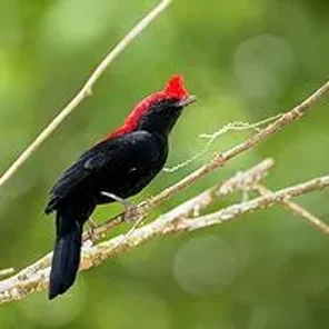 Helmeted Manakin